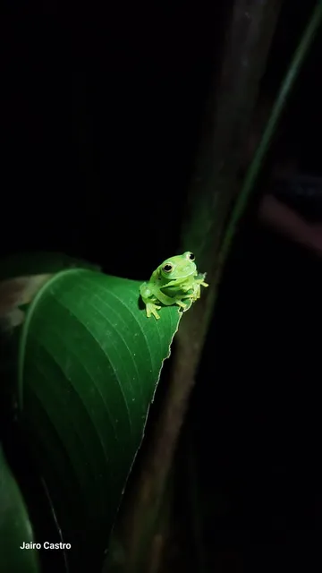 Monteverde Night walk Finca Lantana