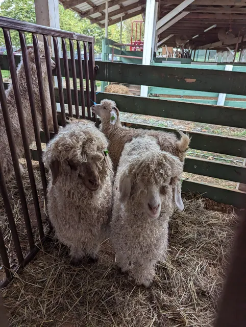 Shenandoah Valley Fiber Festival