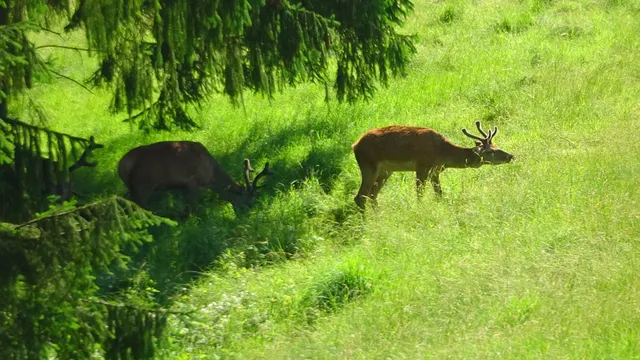 Wildgehege Baden-Baden