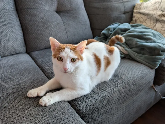 Just Cats Veterinary Clinic