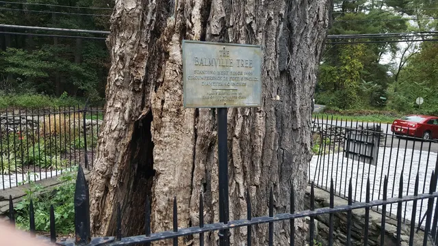 The Balmville Tree