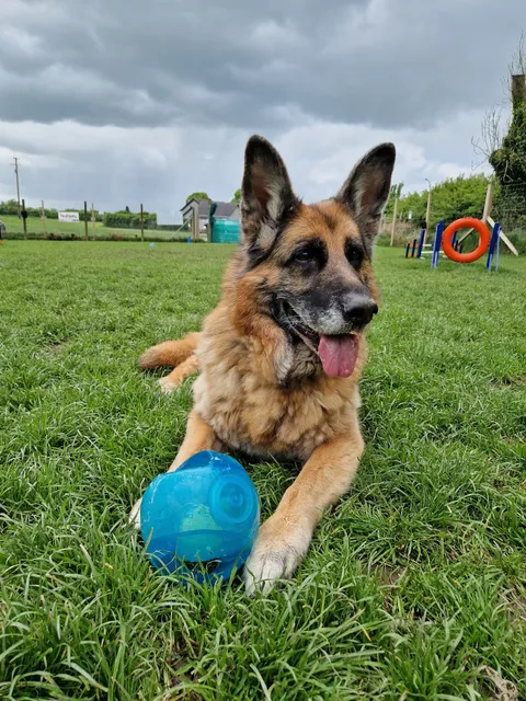 Beechgrove Doggy Fun Park
