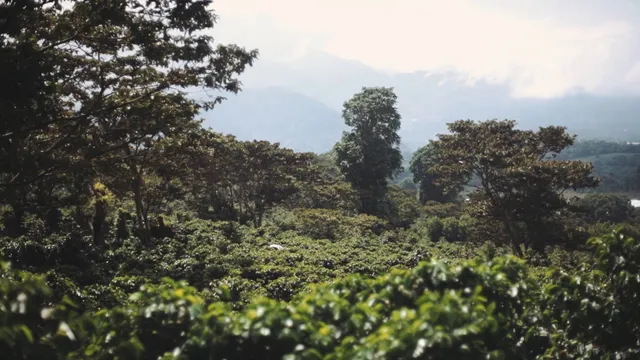 Hotel and Coffee Farm Finca Lérida