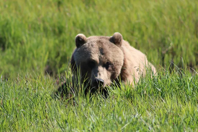 Alaskan Tour Guides, Inc.