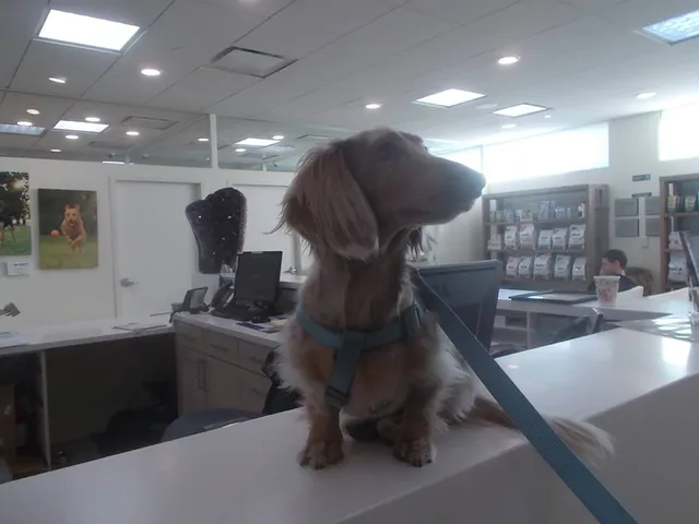 Bodhi Animal Hospital, A Thrive Pet Healthcare Partner