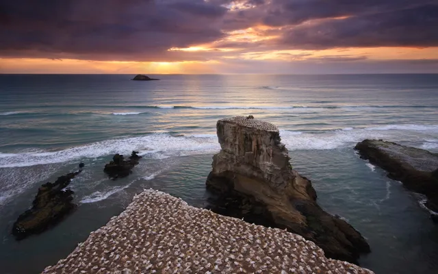 Muriwai Gannet Colony Lookout