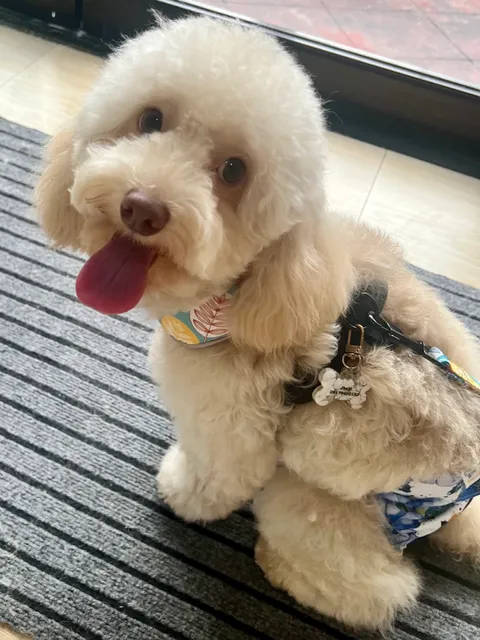 Pets in Action PetHotel and Grooming QC