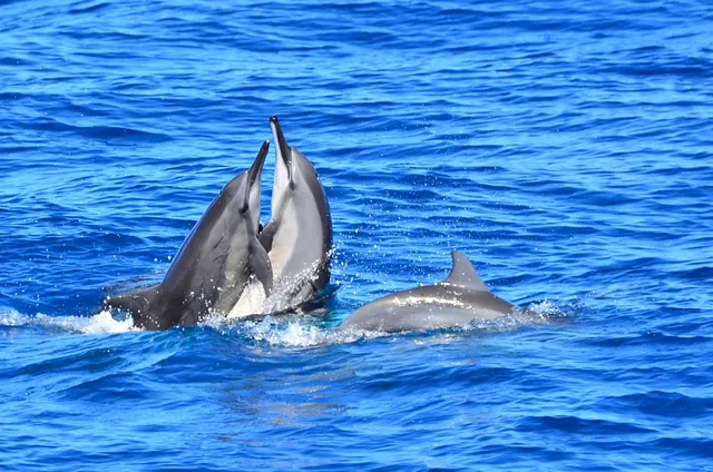 鯨世界賞鯨 (花蓮港)