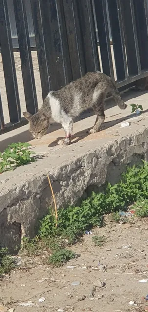 Galia Shelter For Domestic Animals