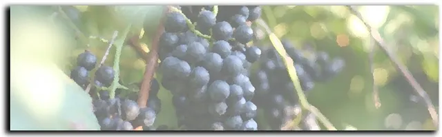 Apple Creek Vineyard & Winery