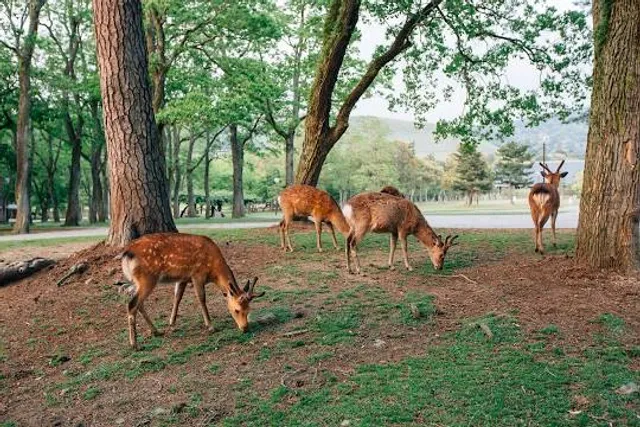Nara Park
