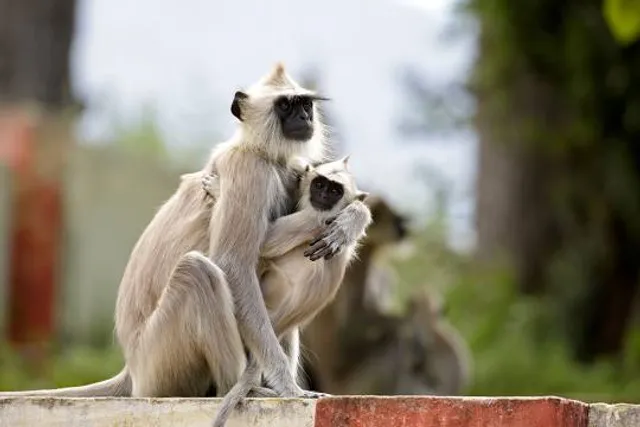 Chinnar Wildlife Sanctuary