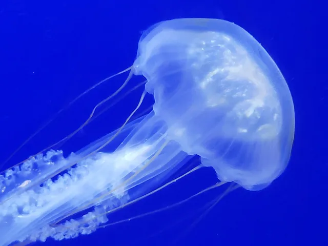 Sea Jelly Spectacular