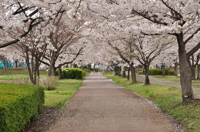 Sakitama Hana no Sato Green Road