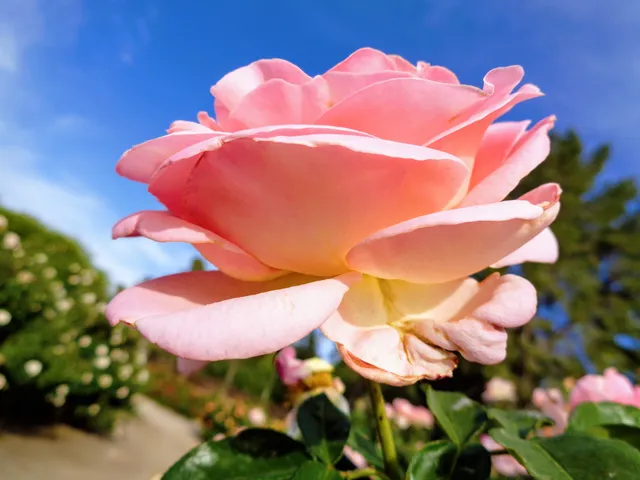 Cele Peterson Rose Garden