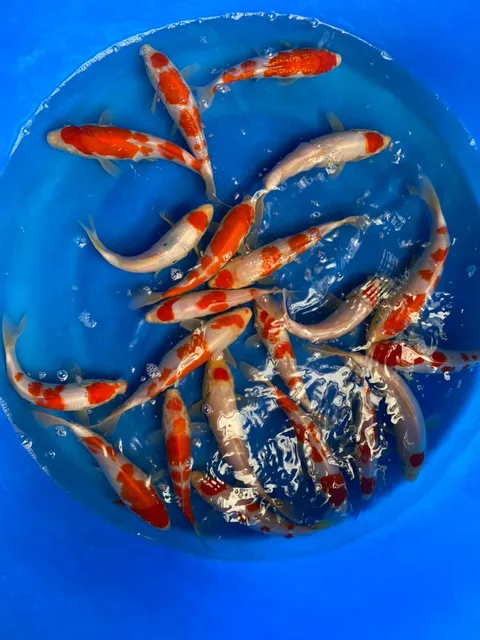 Xian Sanke Aqua & Pets