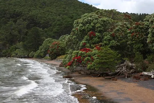 Pohutukawa Bay Beach