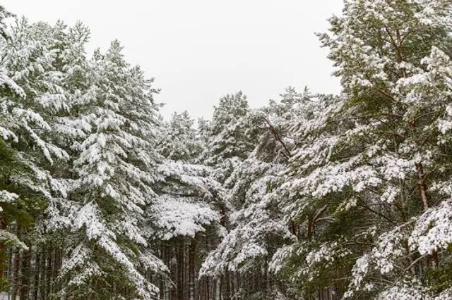 Wildpark Bad Marienberg