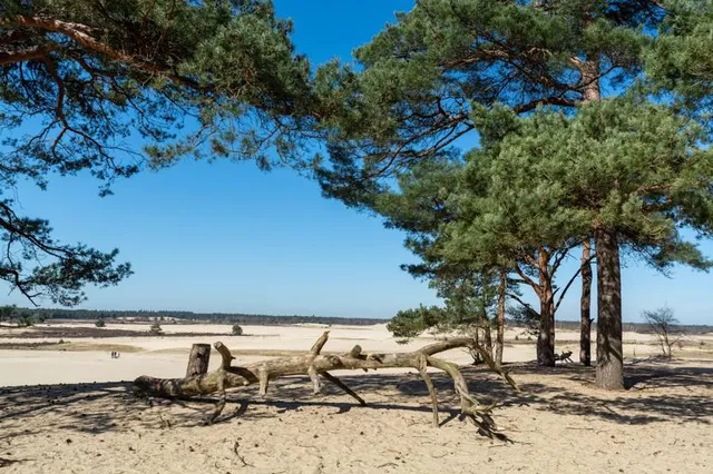 The Loonse and Drunense Duinen National Park