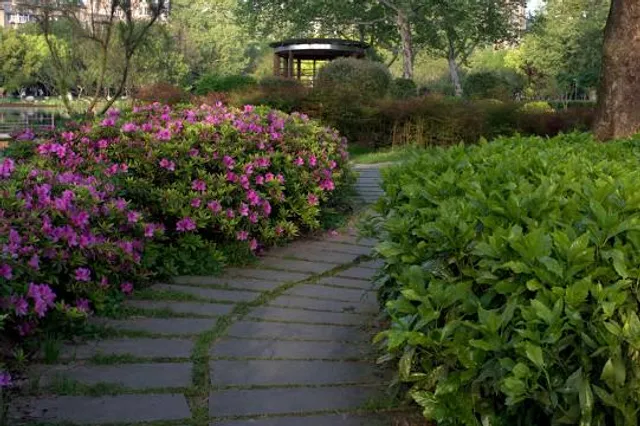 Azalea Path