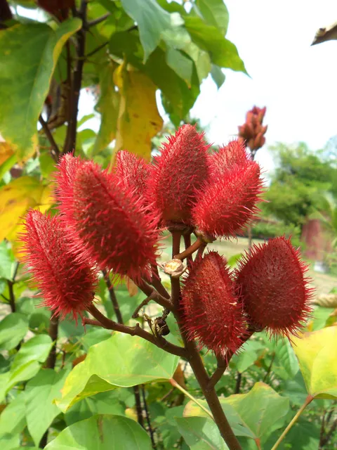 Discovery garden pattaya