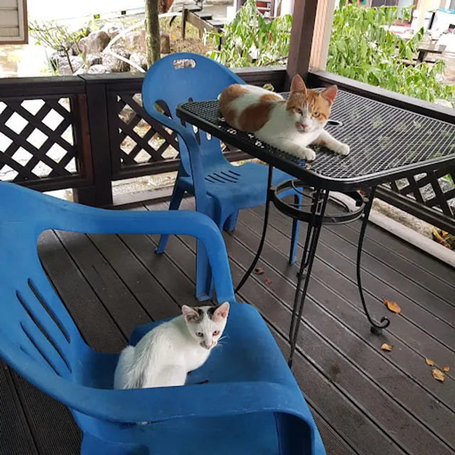 쿠키굽는고양이