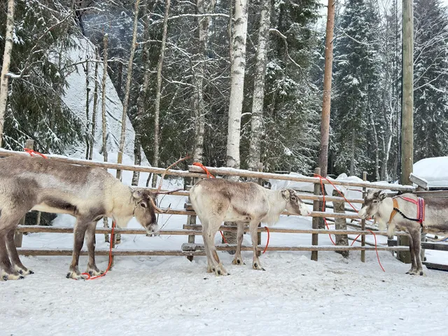 Konttaniemi Reindeer Farm