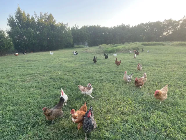 The 75 Oaks - Family Farm