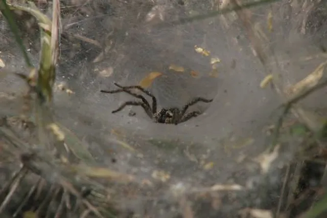 Hassayampa River Preserve