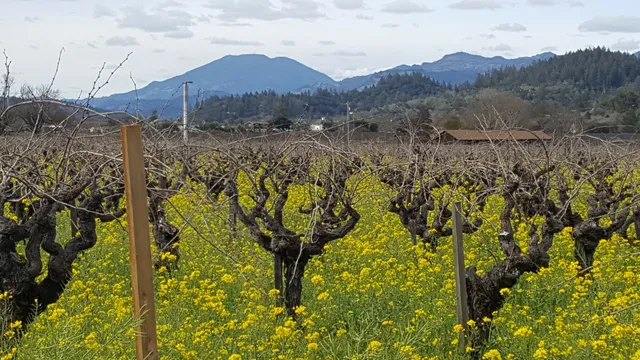 St. Helena Parks & Recreation