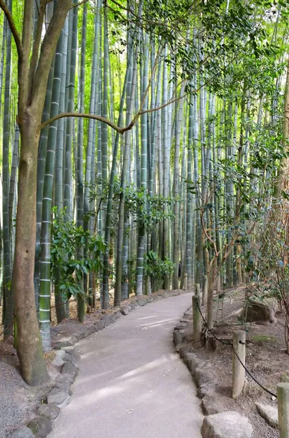 Hokokuji Bamboo Forest