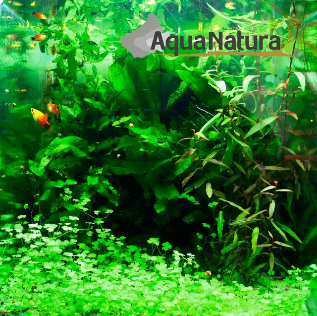 Acuario AquaNatura