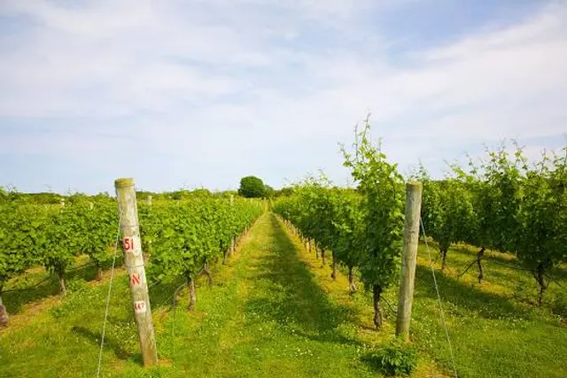 Sparkling Pointe Vineyards & Winery