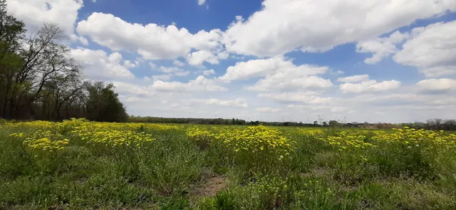 Ásotthalmi láprét