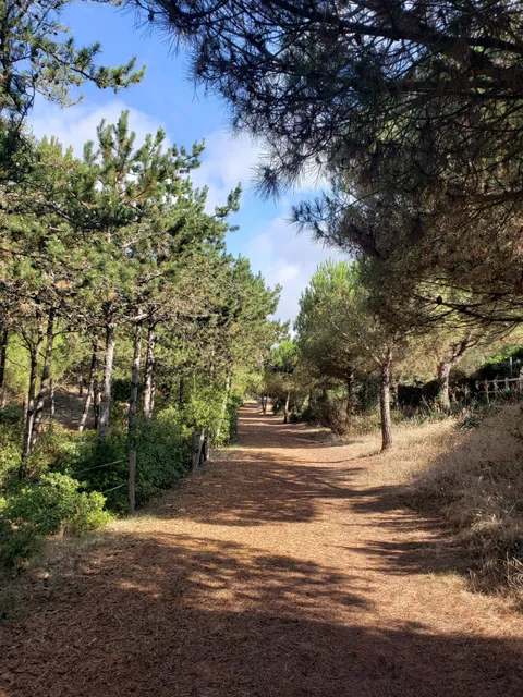 Forêt de la Pierre Attelée