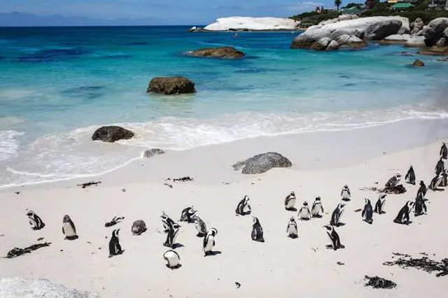 Penguin Beach