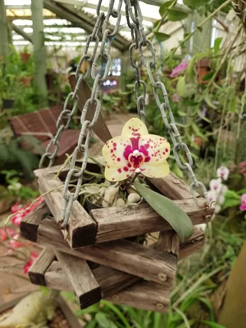 Mackay Orchid House