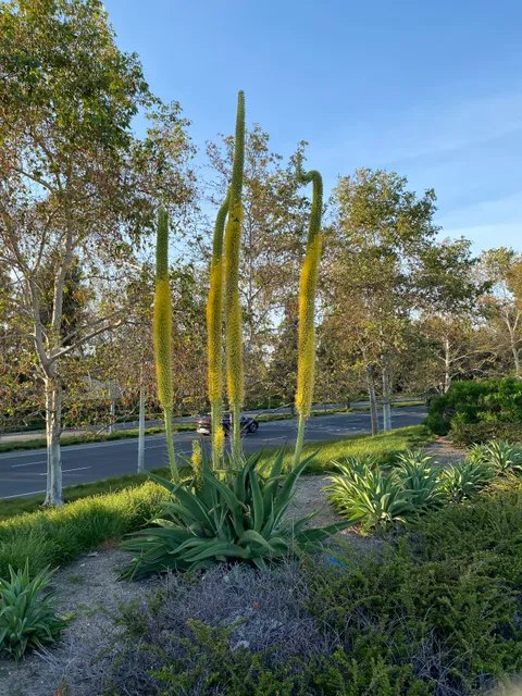 Jeffrey Open Space Trail