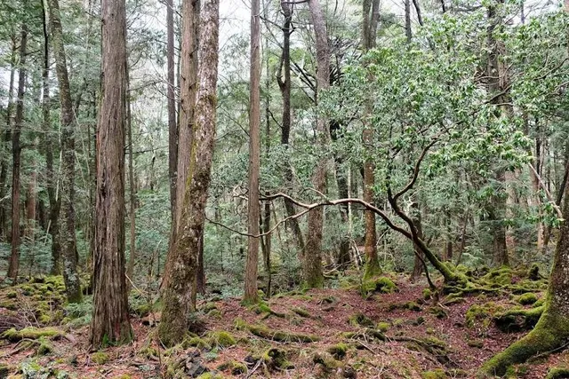 Aokigahara Forest