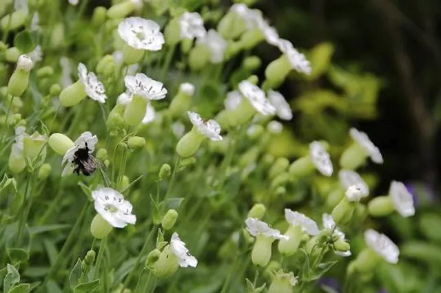Whitebreast Park - Lake Red Rock