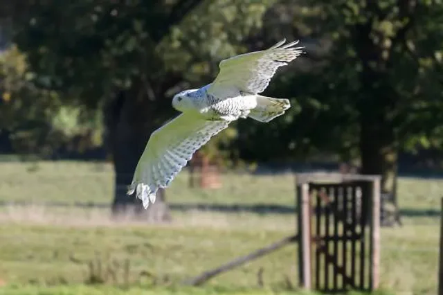 The Falconry Centre