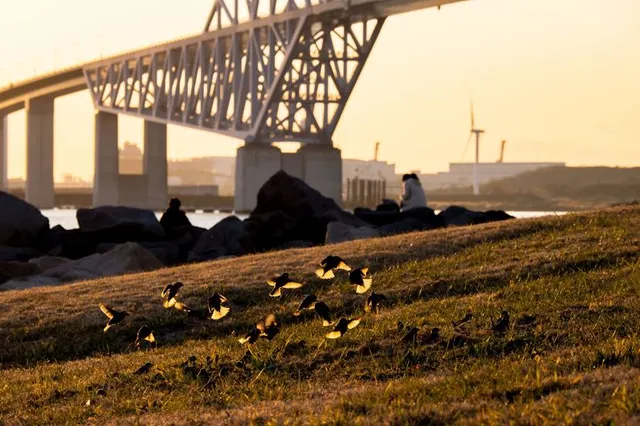 Koto City Wakasu Park