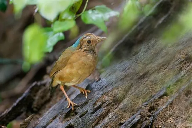 Wildcat Springs Park