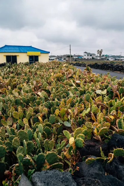 Population of Cacti in Wollyeong-ri