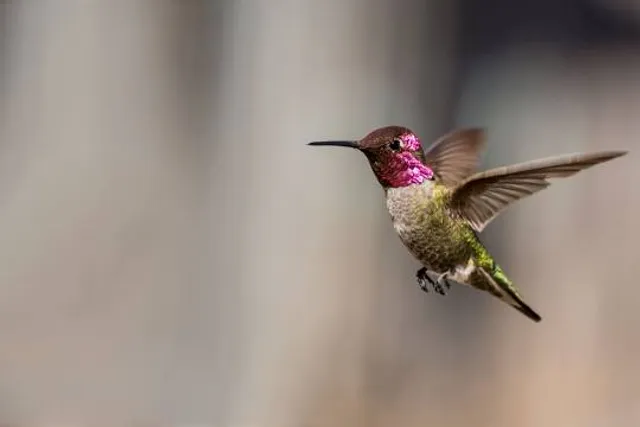 Silao de la Victoria