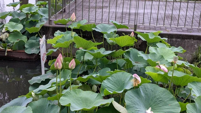 Noda City Sekiyado General Park