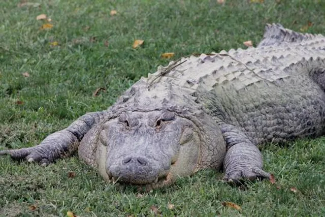 Clyde Peeling's Reptiland