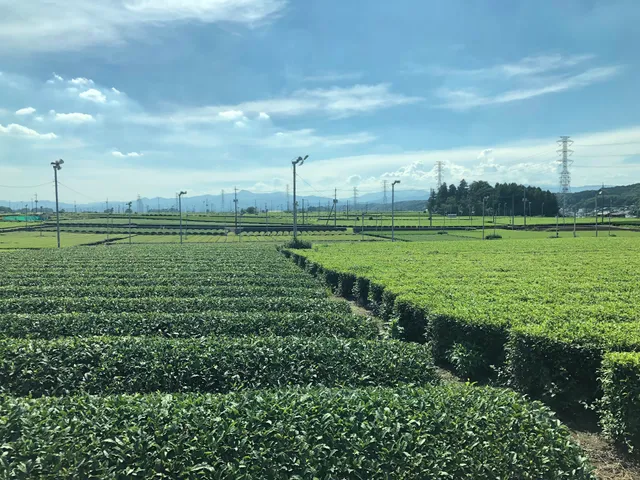 Iruma Tea Fields