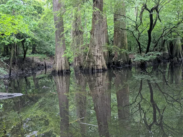 Big Thicket National Preserve