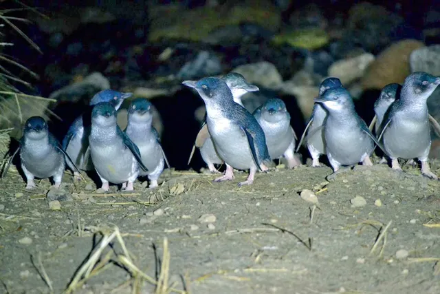 Blue Penguins Pukekura